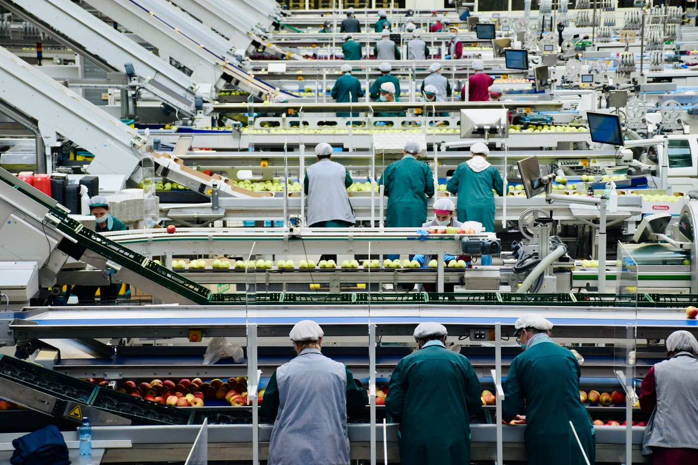 workers at sorting lines in a fruit packing hall