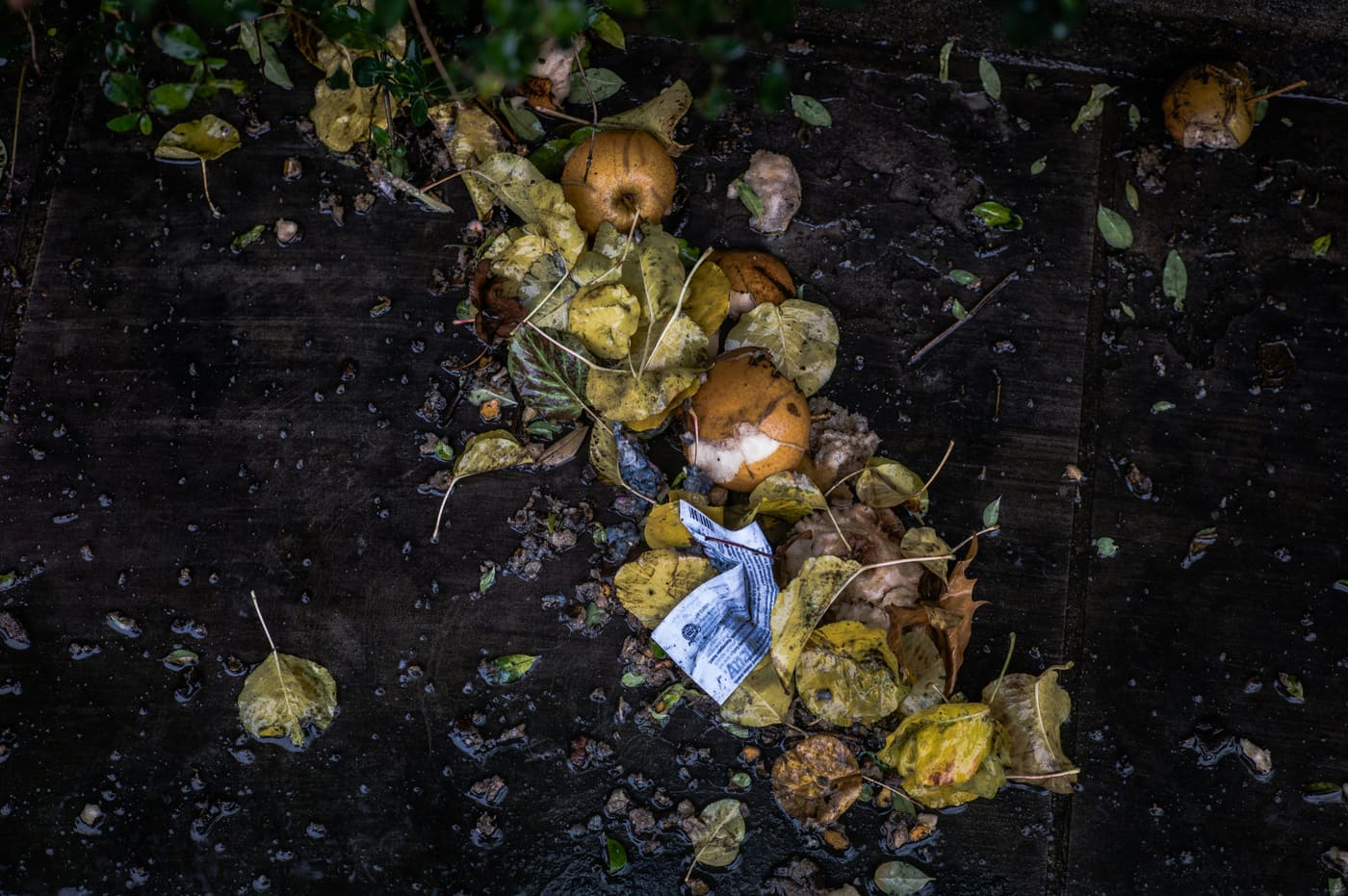 discarded fruit rotting on the ground